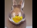 Кролик кушает одуванчик аотом замедленная съемка смотреть всем