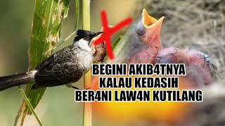 KENAPA BURUNG KEDASIH MILIH SARANG CENDET PREDATOR BUAT NITIP TELOR, KENAPA GK BERANI NITIP KUTILANG