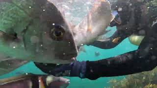 (04) Bay of Snorkeling 🤿 - New Zealand 🇳🇿