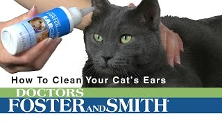 How to Clean Cat's Ears | DrsFosterSmith.com by Drs. Foster and Smith Pet Supplies 13,304 views 8 years ago 1 minute, 23 seconds