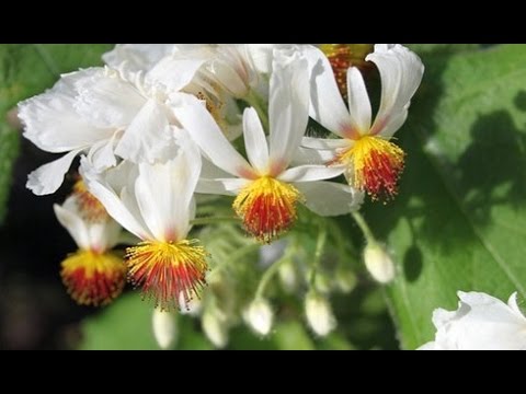 Video: Sparmannia