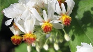 Спармания: описание цветка, фото, особенности выращивания - полное руководство