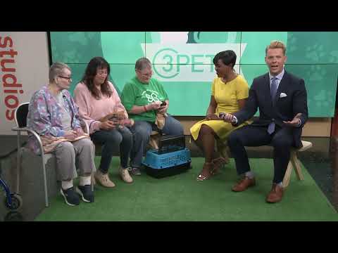 Ready Pet GO! House of Mews Rescue visits 3News with kittens