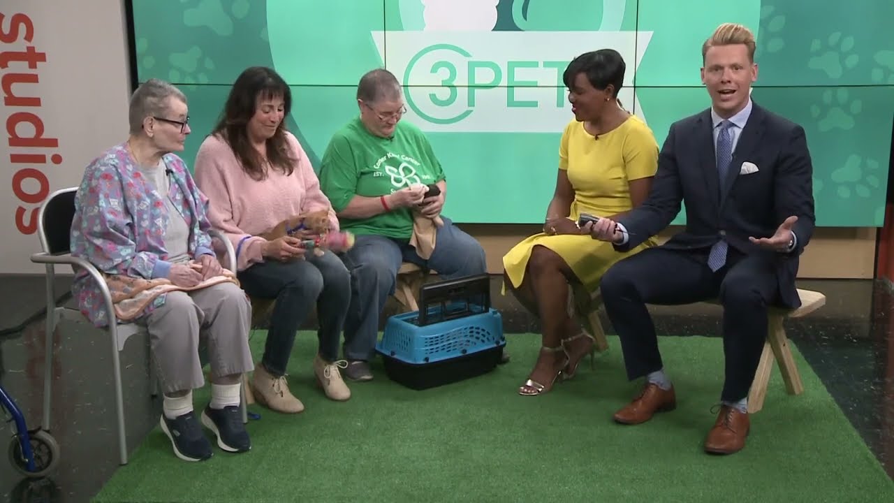 Ready Pet GO! House of Mews Rescue visits 3News with kittens
