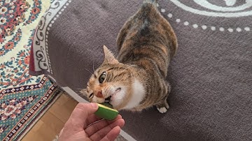 Cat Masi smells catnip for the first time and goes crazy.