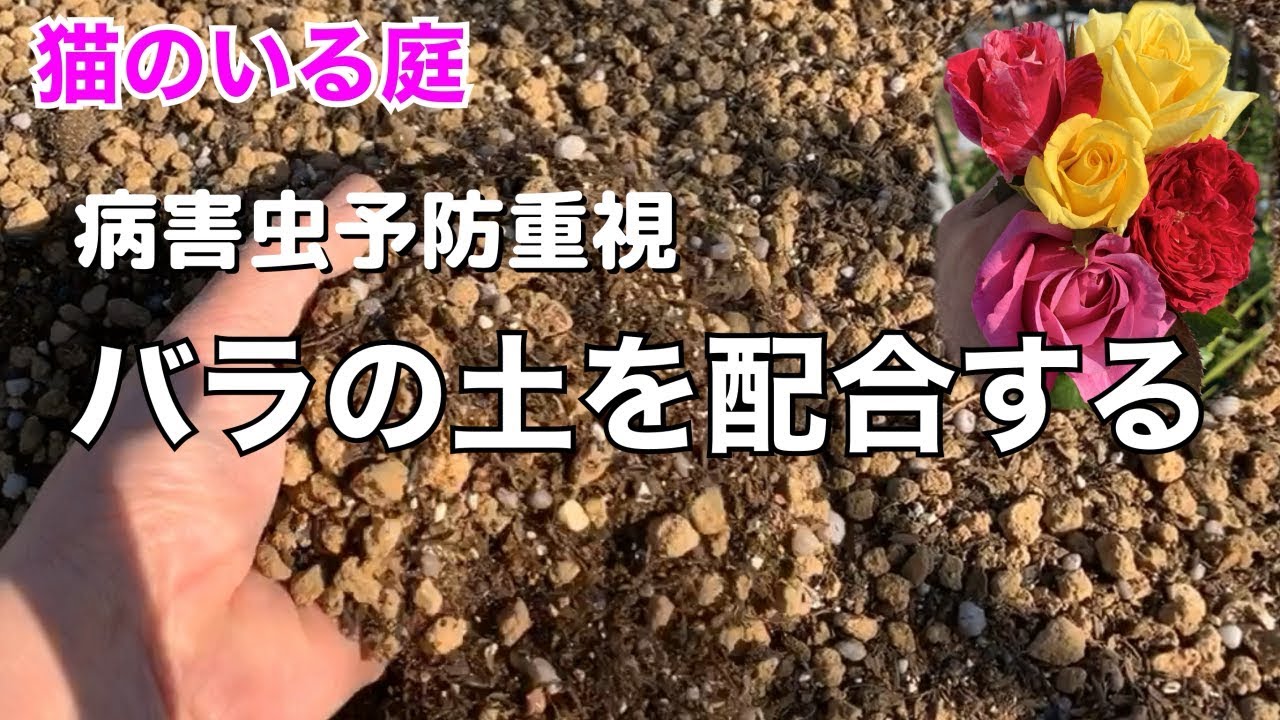 猫のいる庭 鉢バラの土を配合する Mix The Soil For Potted Roses Youtube