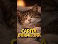 Comparte la carita de dormilón de tu gato #secretosdelgato #cat #catbehavior #comportamientofelino