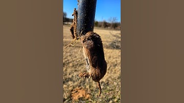 GopherHawk traps work! 1st time use and success. #Texas #gopher #gopherhawk #pestcontrol