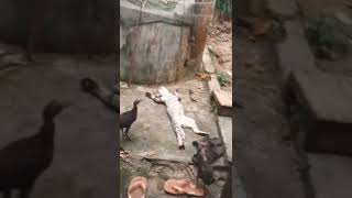Kucing Pura Pura Mati Di Injek Ayam Langsung Bangun #shorts #youtubeshorts #lucubanget #viral
