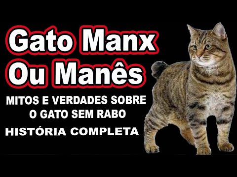 Vídeo: Raça De Gato Manx Hipoalergênico, Saúde E Longevidade