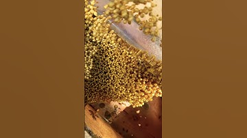 Chia đàn ong dú loài ong không ngòi đốt Hotline - 0865562399