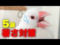 【文鳥の暑さ対策】熱中症にもおすすめの効果的な方法５選 ‘’Java sparrow‘’‘’Java bird‘’‘’Java finch‘’‘’문조‘’