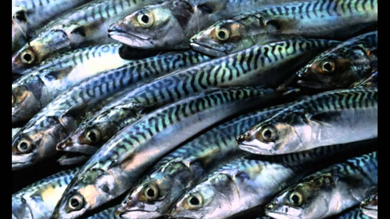 Mackerel Skin Suit YouTube