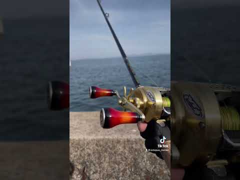 釣れない...#タコ釣り #釣り #fishing #福山市 #鞆の浦 #クイックリトリーブ #カルカッタコンクエスト