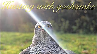 Goshawk hunting