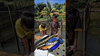 BOCIL HAMPIR MELEPAS CHANNA😱