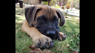 Animal charities urge adoption