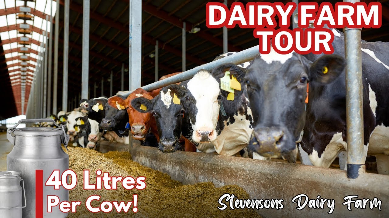 IN NYAHURURU FOR A DAIRY FARM TOUR: 133 cows at 40 Litres of Milk per cow | Stevensons Dairy Farm