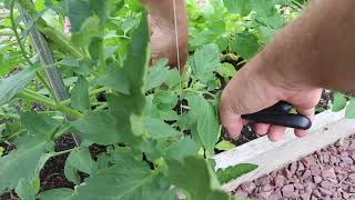 How to Prune Tomatoes for Single Stalk Method