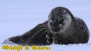 Голодная Выдра Растерзала Щуку!  wildlife