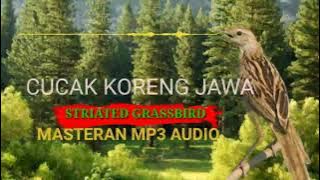 KICAUAN CUCAK KORENG JAWA GACOR MP3 AUDIO COCOK UNTUK PANCINGAN DAN MASTERAN