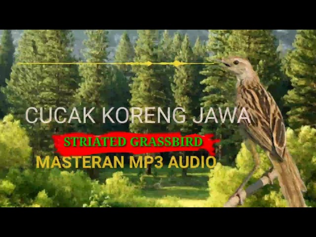 KICAUAN CUCAK KORENG JAWA GACOR MP3 AUDIO COCOK UNTUK PANCINGAN DAN MASTERAN class=