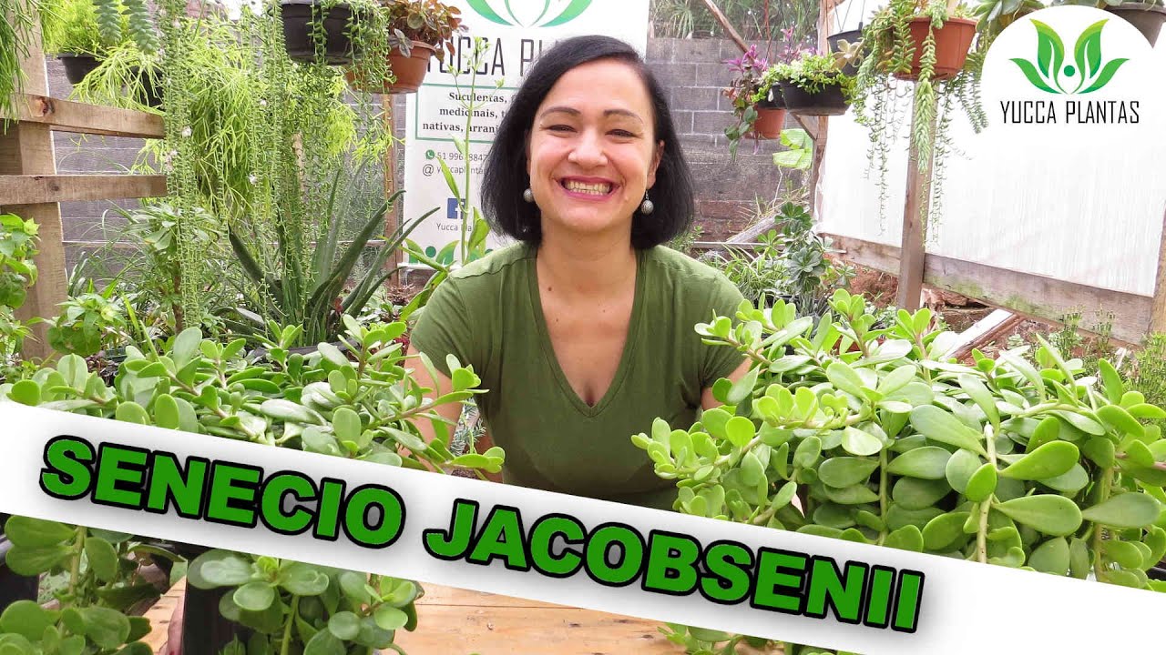 Senecio jacobsenii: venha conhecer esta maravilha pendente!