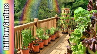 Summer Lettuce (you can grow it too!) Greenstalk Tomatoes, Herb Container Tour & Tips!  July 3