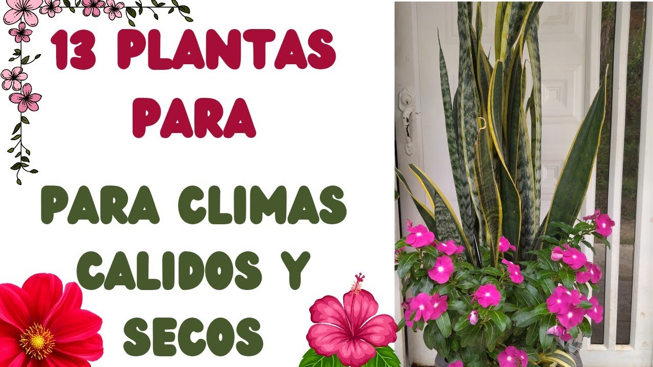 PLANTAS DE FLORES  PARA CLIMAS CALIDOS Y SECOS 🌺