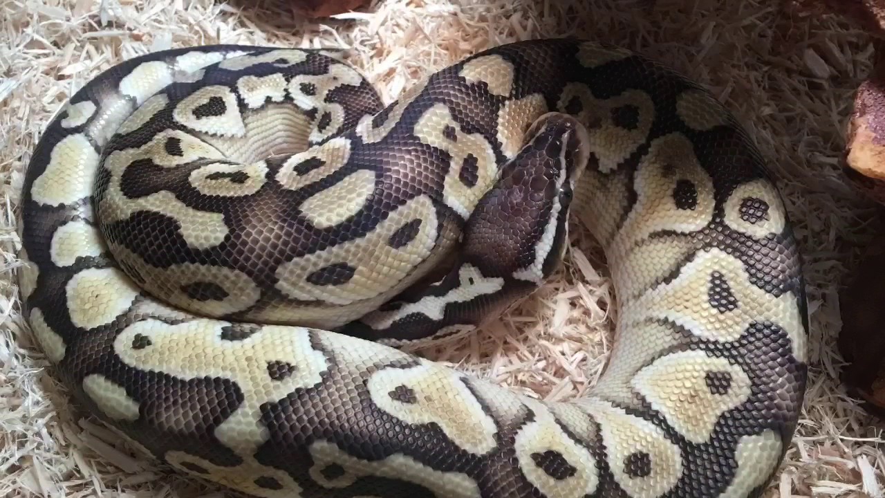 husband birthday ideas I Can't Do Anything With Christ! Cold Blooded Ministries Vlog#16