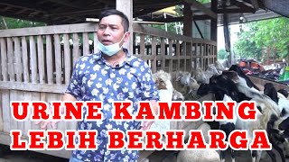 GOAT FARMING #bayudiningrat #bayusehatmandiri #agriculture