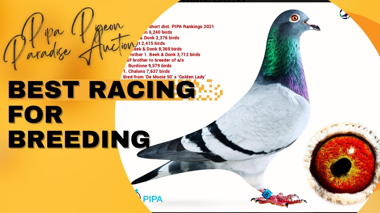 Gerrit Stegeman NL Best Breeder Pigeon | Pipa Pigeons Auction | Racer Kabutar | kalapati