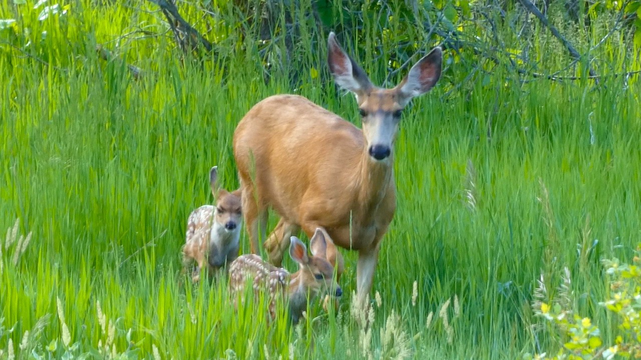 Mama Deer Nursing Her New Twin Fawns | Colorado Wildlife