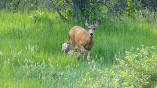 Mama Deer Nursing Her New Twin Fawns | Colorado Wildlife