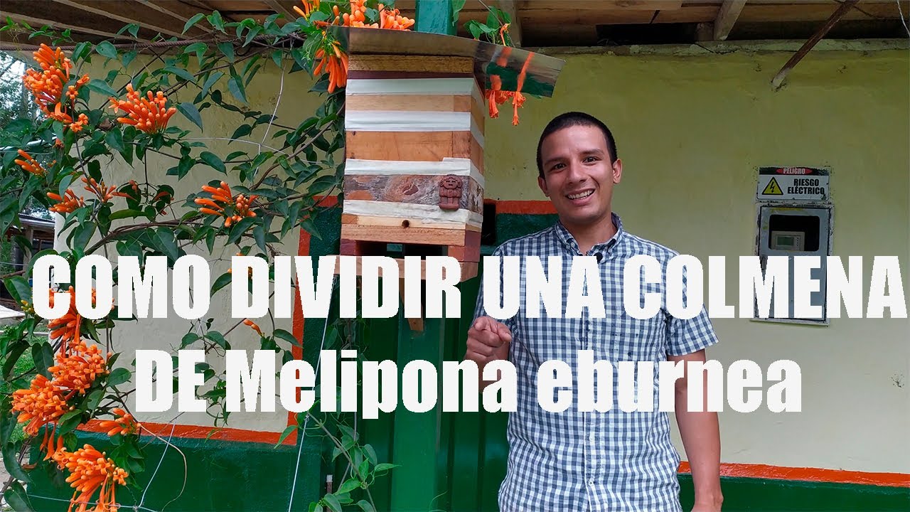 Como dividir abejas del genero Melipona// División de una colmena de ...
