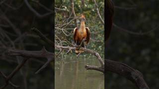Why This Amazon Bird Smells Like a Cow #nature #amazon