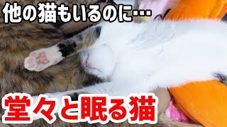 堂々と眠る寝相が悪い猫 - The sleeping appearance of a cat is interesting! -