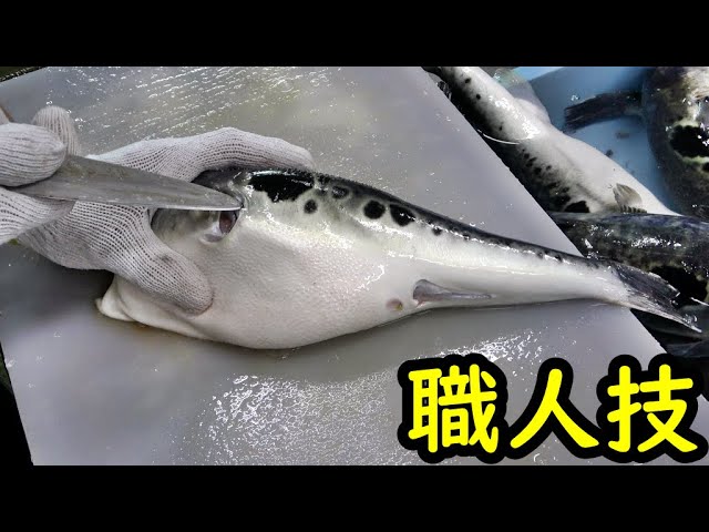 必見 フグ捌きの先生が一瞬で解体する方法 まさに神業 Youtube