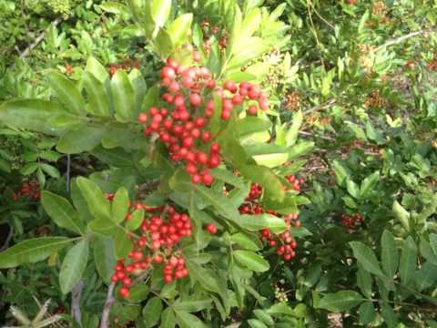 Brazilian Pepper Tree,(Schinus terebinthifolius)