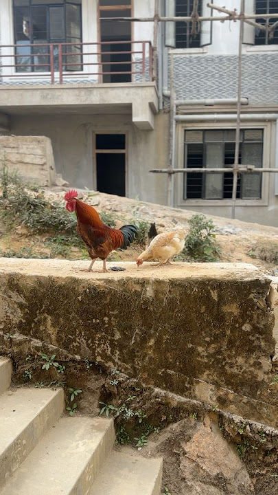 alarm of village ❤️#chicken #viral