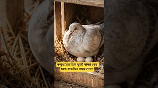 কবুতরের ডিম ফুটতে কতদিন লাগে? 🤔 | Pigeon Egg Hatching Time! #shorts