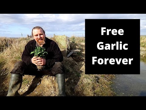 A perennial garlic