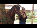 Girl Training Her Horse At Farm