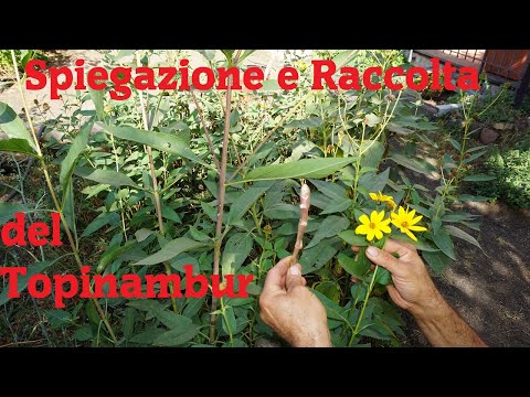 Spiegazione e Raccolta