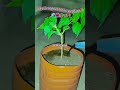 Hibiscus reporting!!🌺✨#greenlove #greenfriends #gardening #hibiscus #greenchoices 💫