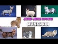 JENIS-JENIS KUCING MUNCHKIN の動画、YouTube動画。