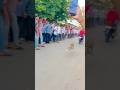 Kolhapur dog race 🚀😱 || kolhapur dog racing / dog race maharashtra || #shorts #arfyads