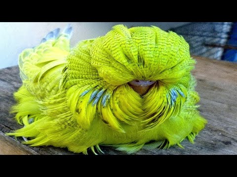 Video: I pappagalli si appollaiano sugli uccelli?