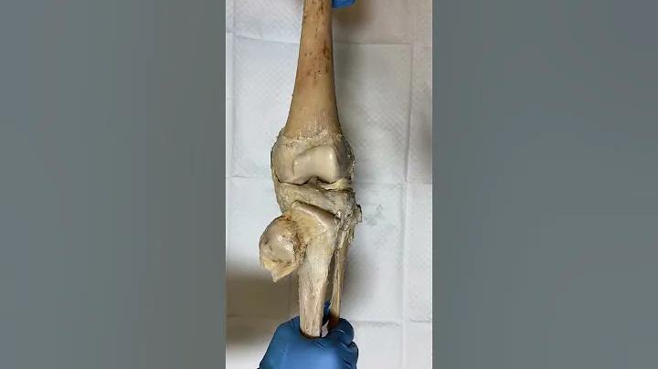 Knee Joint - DayDayNews