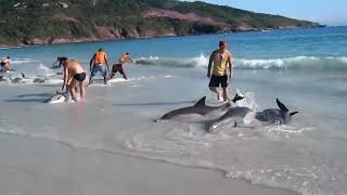 Спасение дельфинов местными жителями.